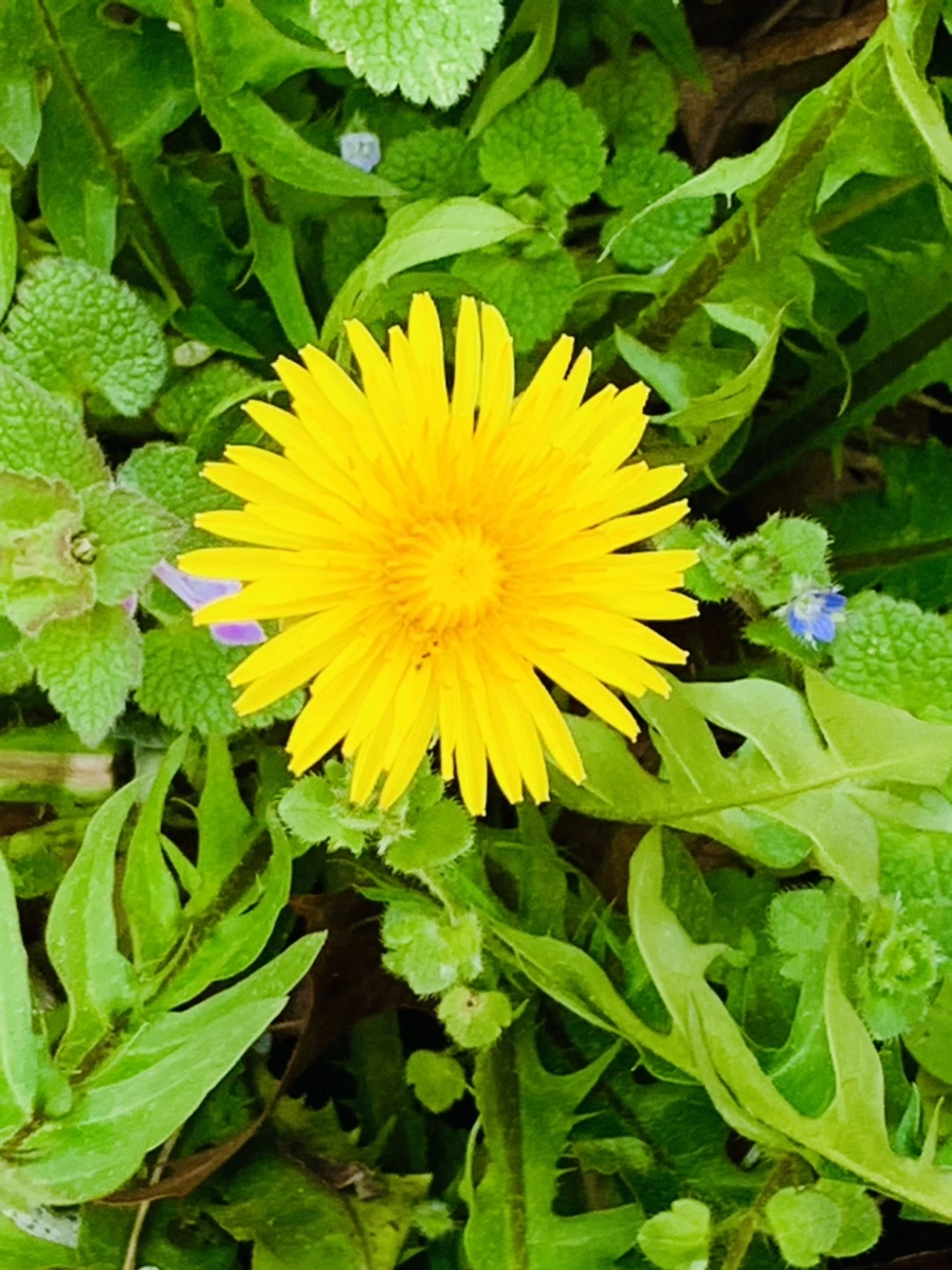 IMG_4526.jpg?type=w966