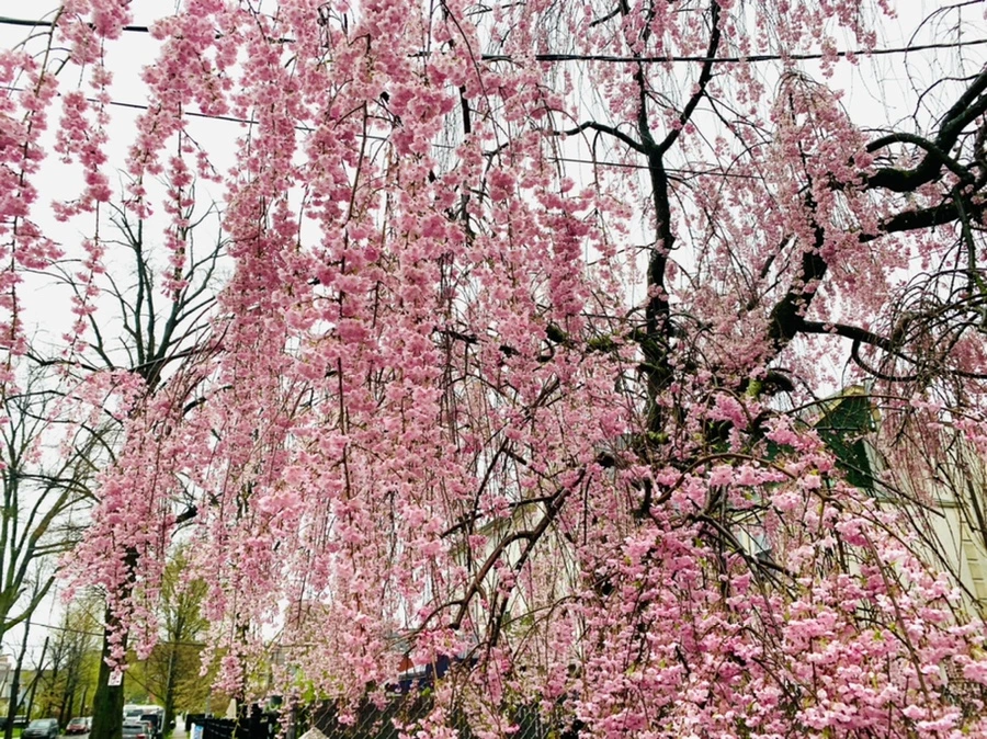 IMG_2278.jpg?type=w966