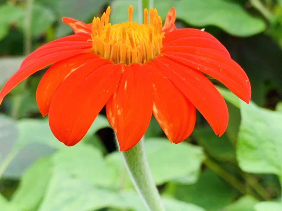 IMG_6975.jpg?type=w966