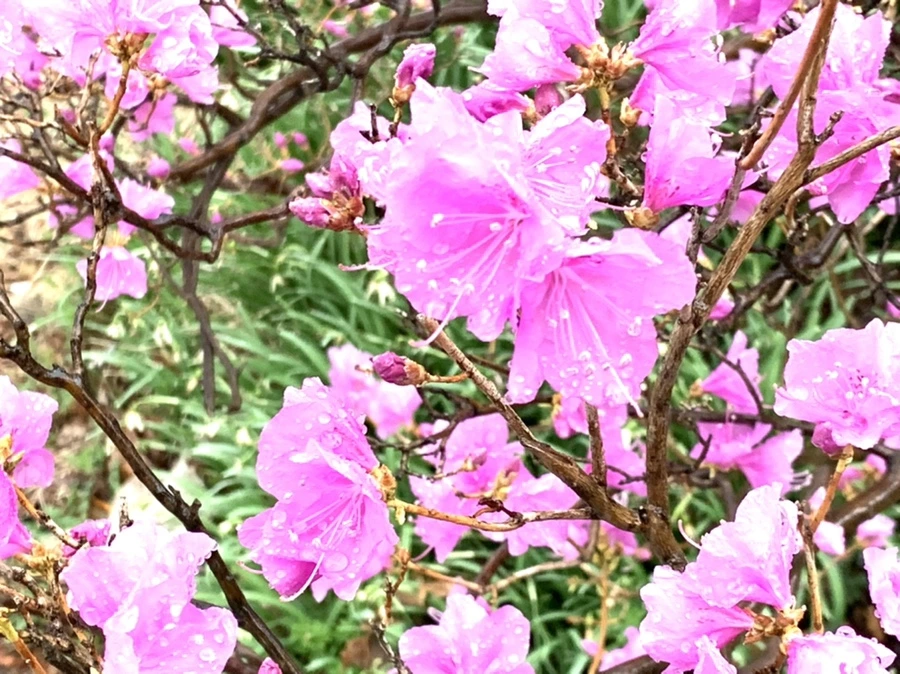 IMG_4942.jpg?type=w966