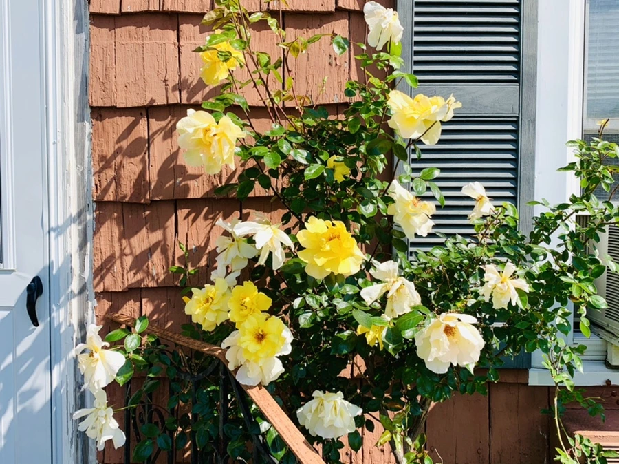 IMG_4651.jpg?type=w966