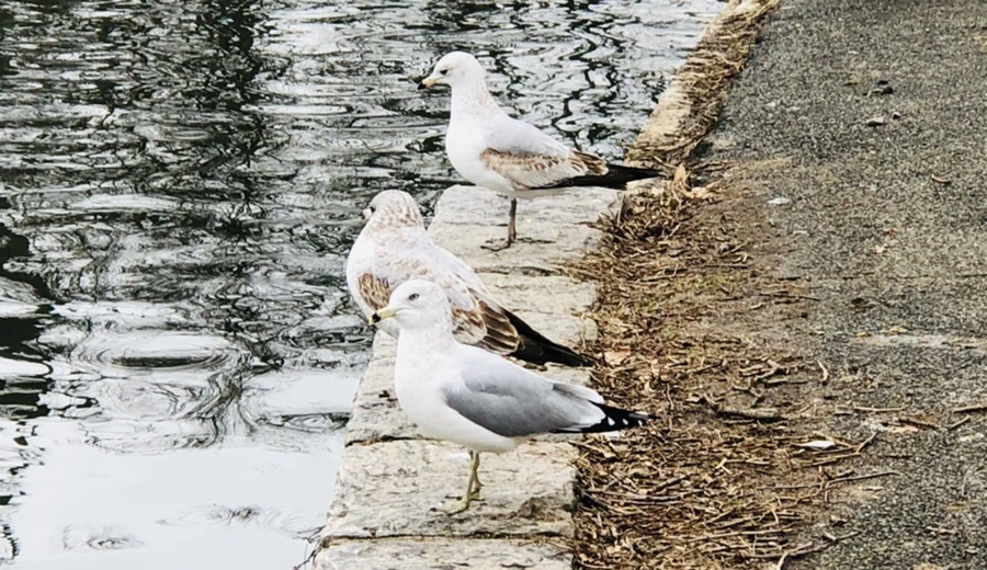 IMG_5940.jpg?type=w966