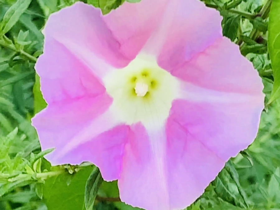 IMG_5984.jpg?type=w966