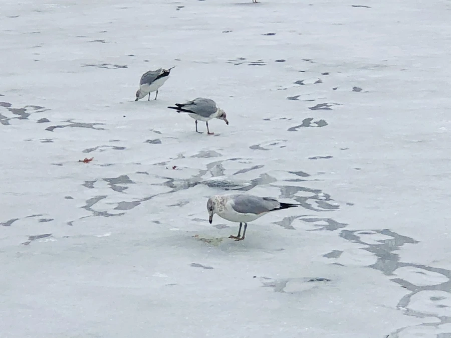 IMG_6394.jpg?type=w966