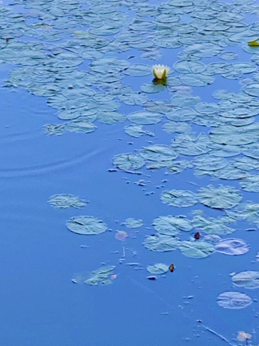 IMG_1028.jpg?type=w966