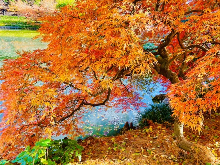 IMG_3185.jpg?type=w966