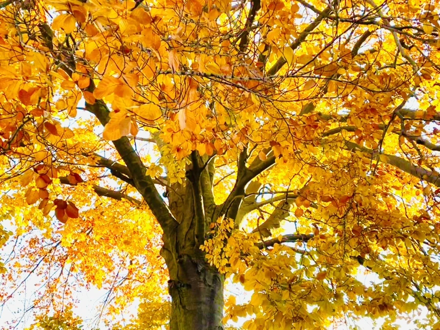 IMG_5975.jpg?type=w966