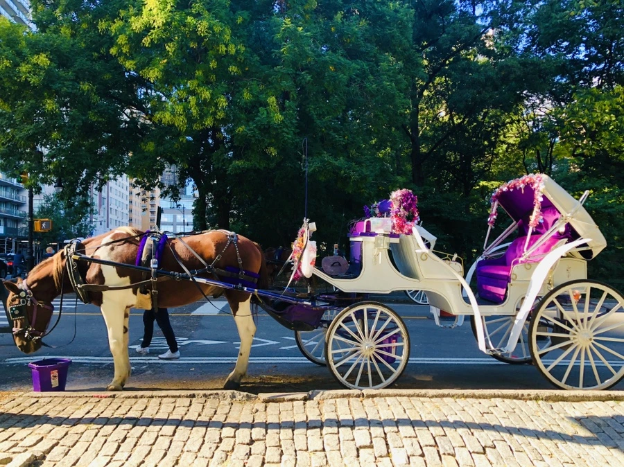 IMG_1650.jpg?type=w966