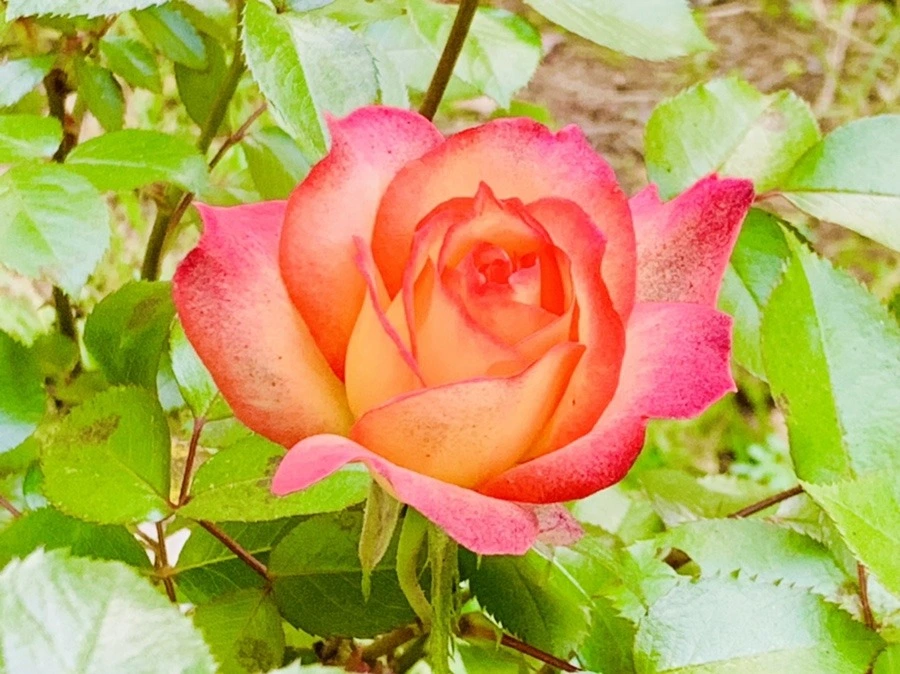 Do2uWi1hr0Yawu2xYbAyTMHZJJY