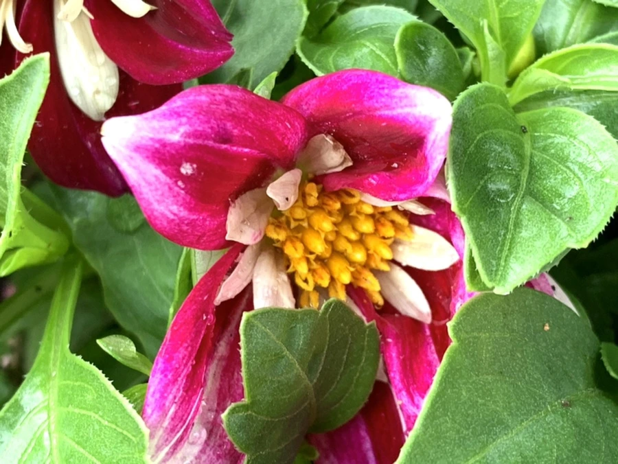 IMG_9040.jpg?type=w966