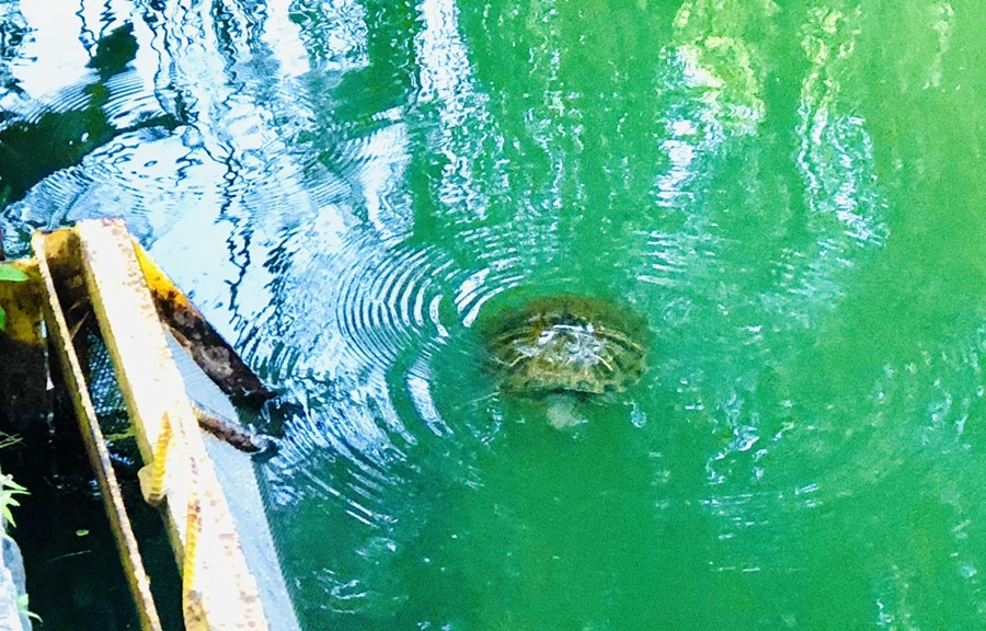 IMG_1501.jpg?type=w966