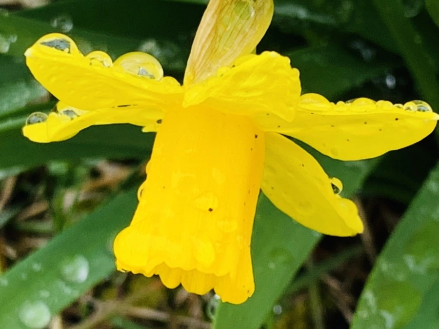 IMG_3738.jpg?type=w966