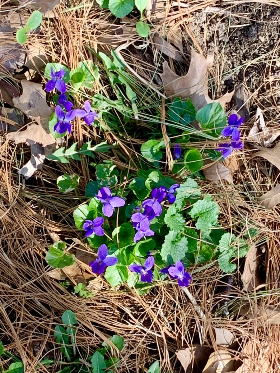 IMG_5737.jpg?type=w966