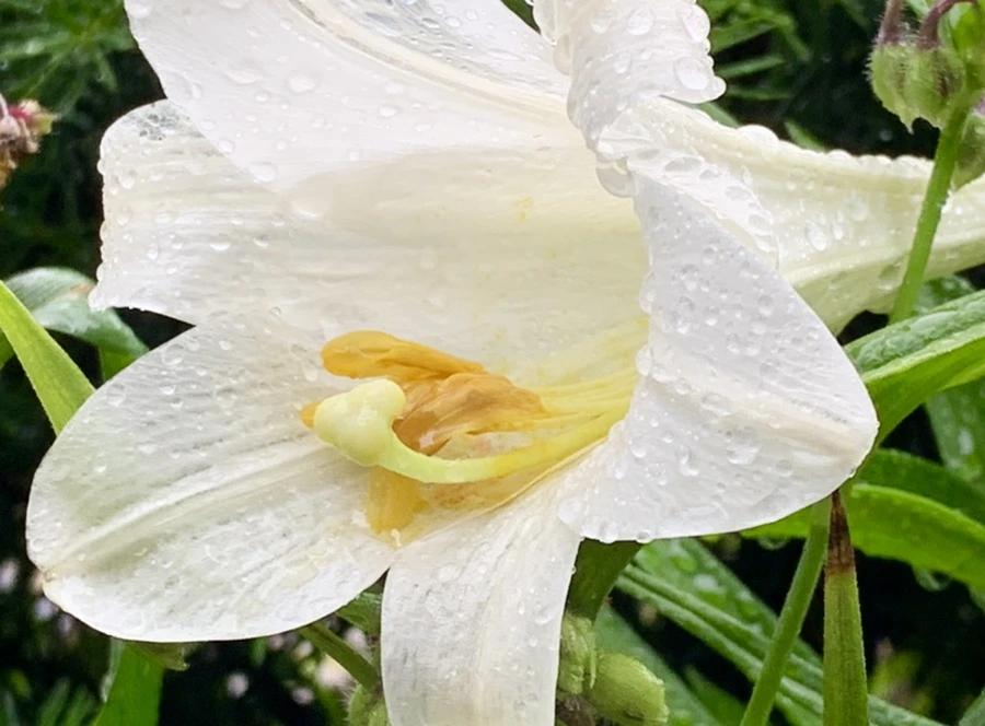 IMG_0139.jpg?type=w966