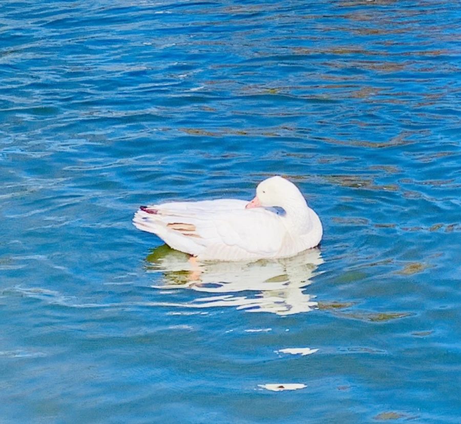 IMG_8909.jpg?type=w966