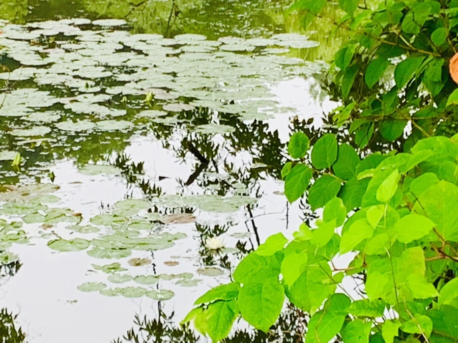 IMG_4646.jpg?type=w966