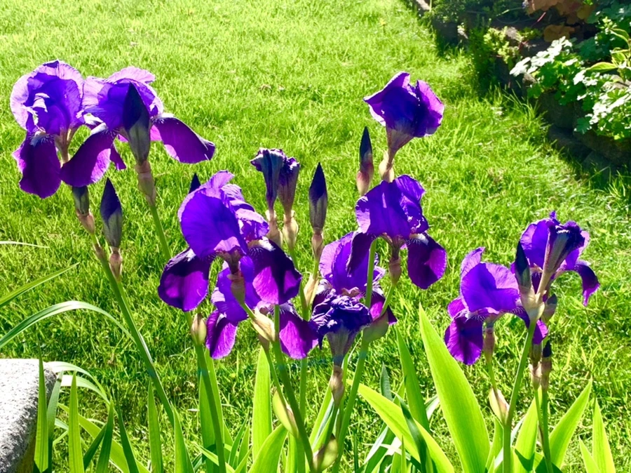 IMG_2034.jpg?type=w966