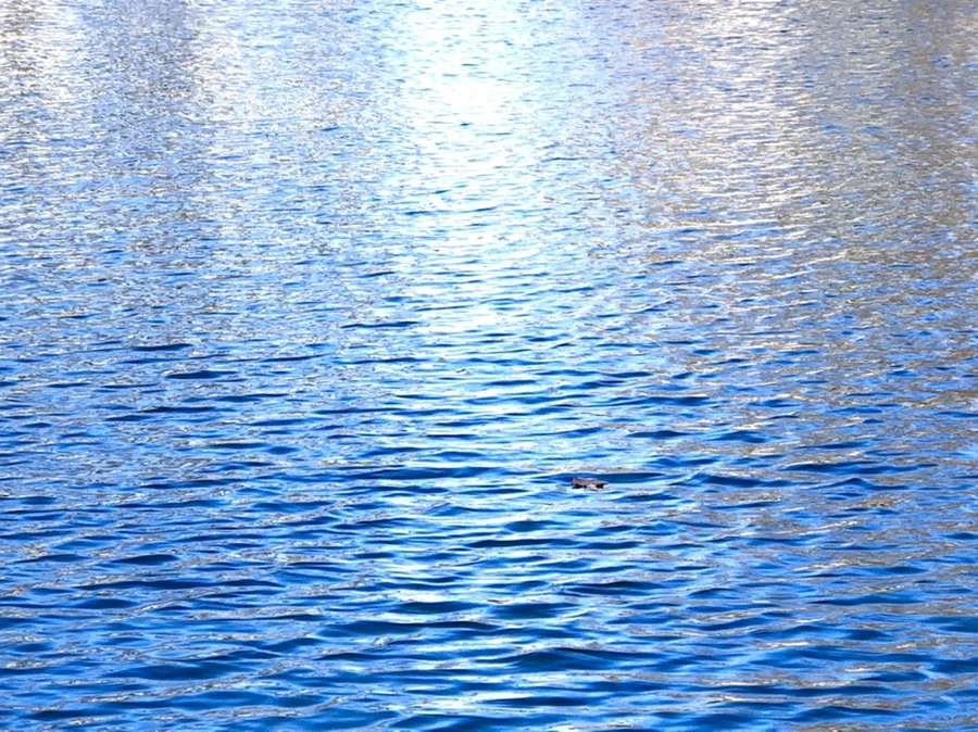 IMG_3805.jpg?type=w966