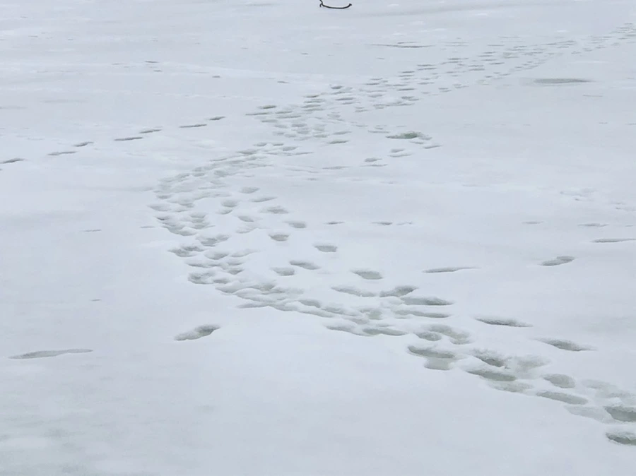 IMG_2752.jpg?type=w966