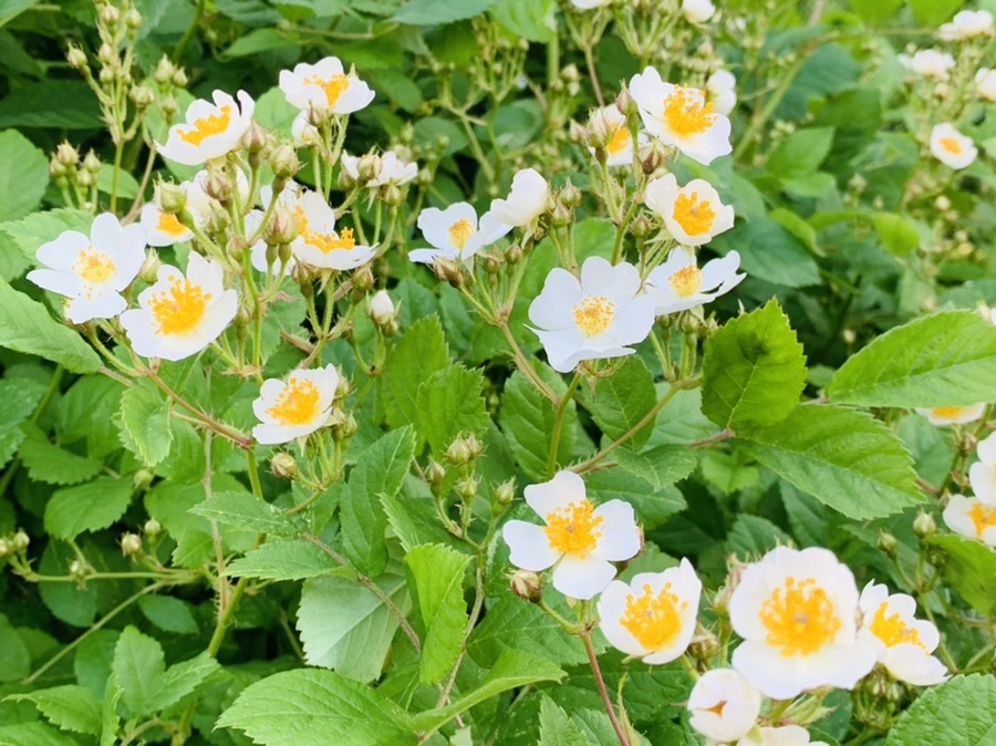 IMG_4029.jpg?type=w966