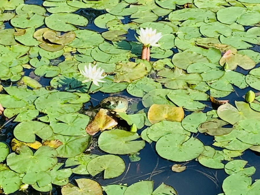 IMG_1131.jpg?type=w966