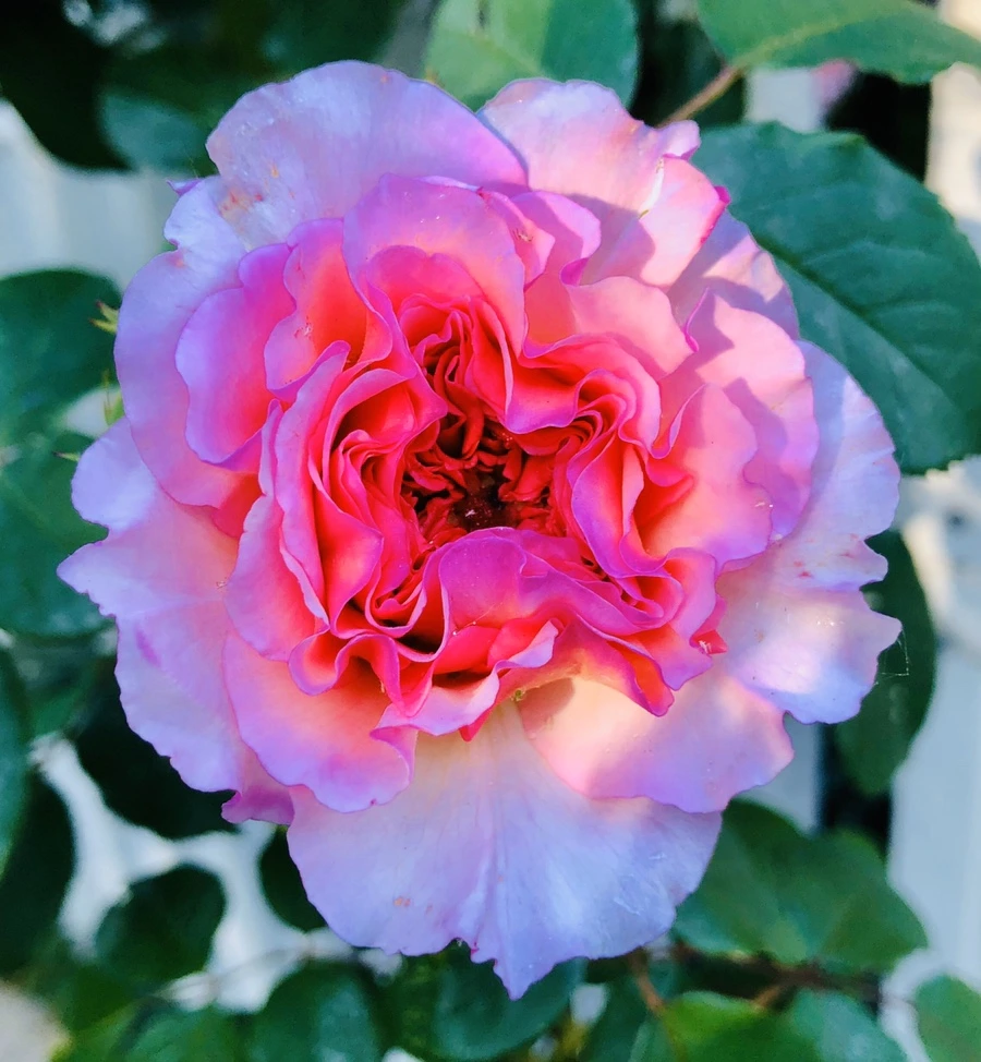 IMG_7795.jpg?type=w966