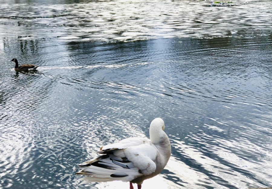 IMG_5109.jpg?type=w966