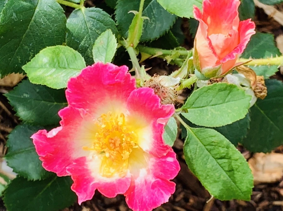 IMG_0527.jpg?type=w966