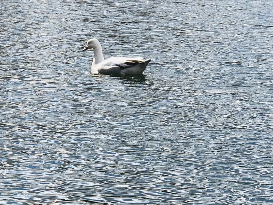 IMG_4371.jpg?type=w966