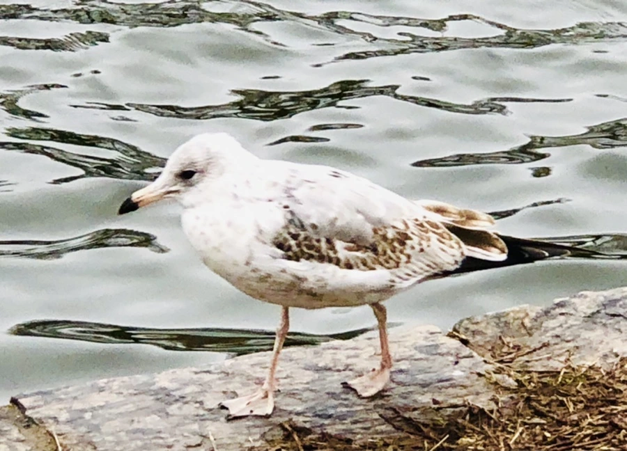 IMG_8125.jpg?type=w966