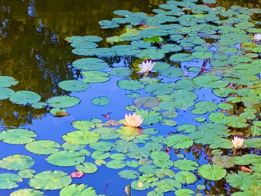 IMG_1059.jpg?type=w966