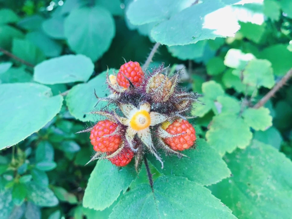 IMG_7335.jpg?type=w966