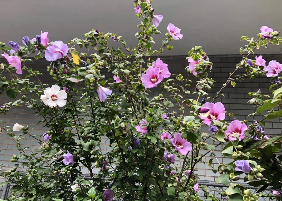 IMG_9953.jpg?type=w966