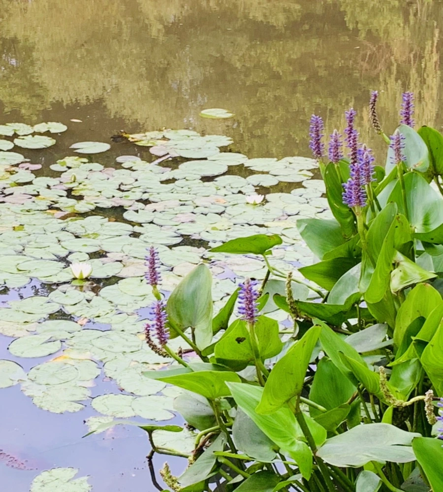 IMG_1519.jpg?type=w966