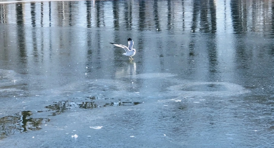 IMG_7683.jpg?type=w966