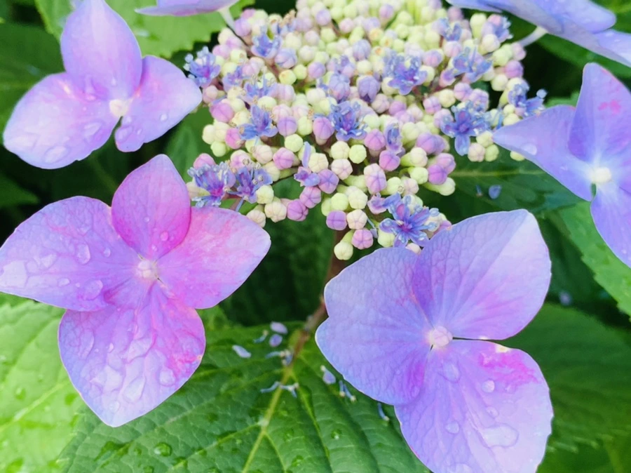 IMG_6015.jpg?type=w966