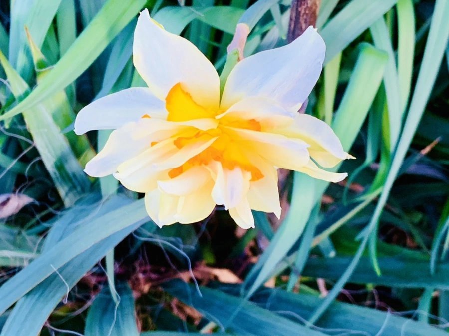 IMG_7430.jpg?type=w966