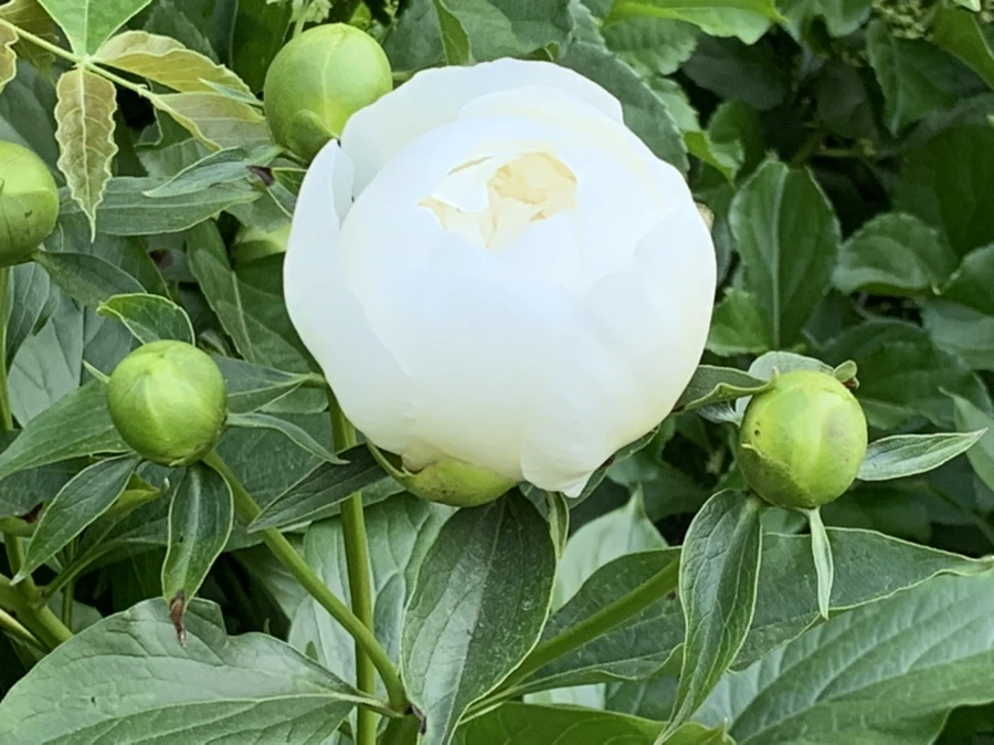 IMG_3503.jpg?type=w966