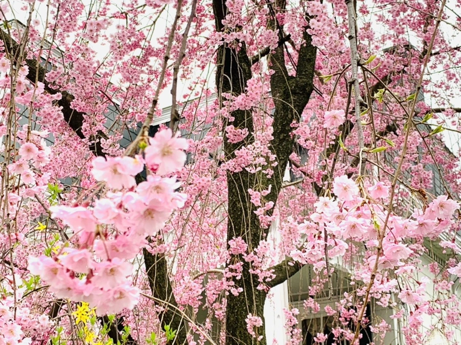 IMG_0606.jpg?type=w966