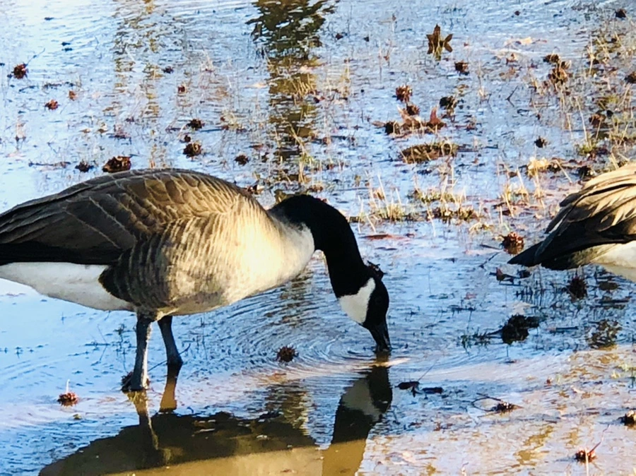 IMG_9304.jpg?type=w966