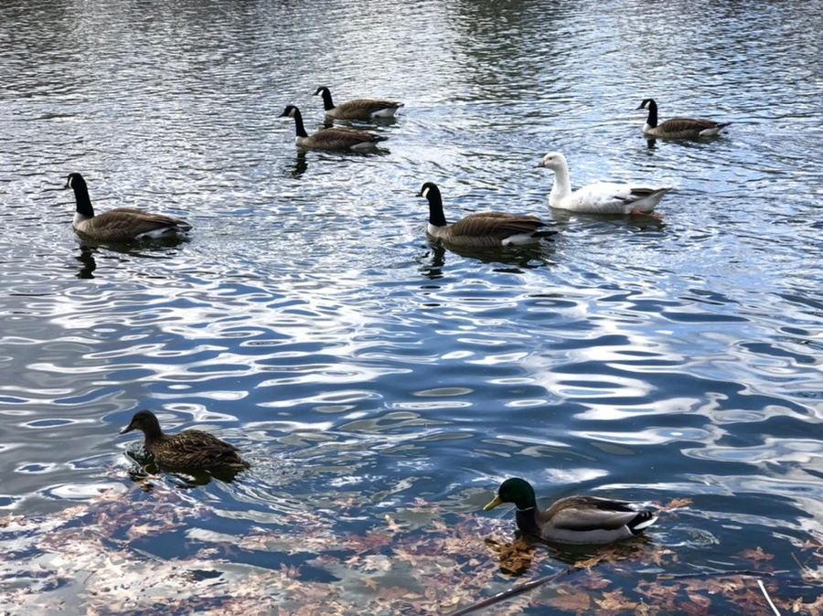 IMG_4325.jpg?type=w966