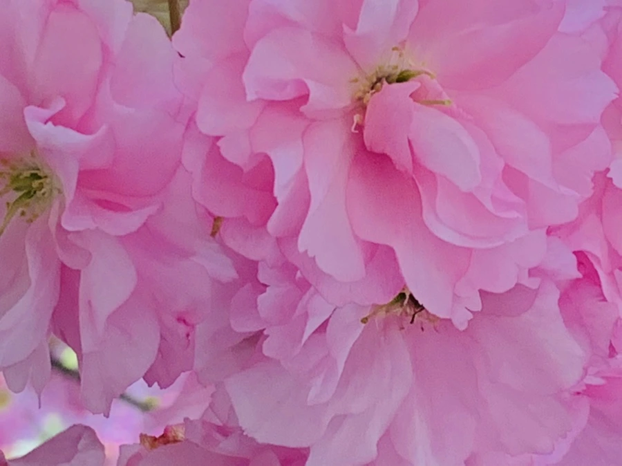 IMG_7371.jpg?type=w966