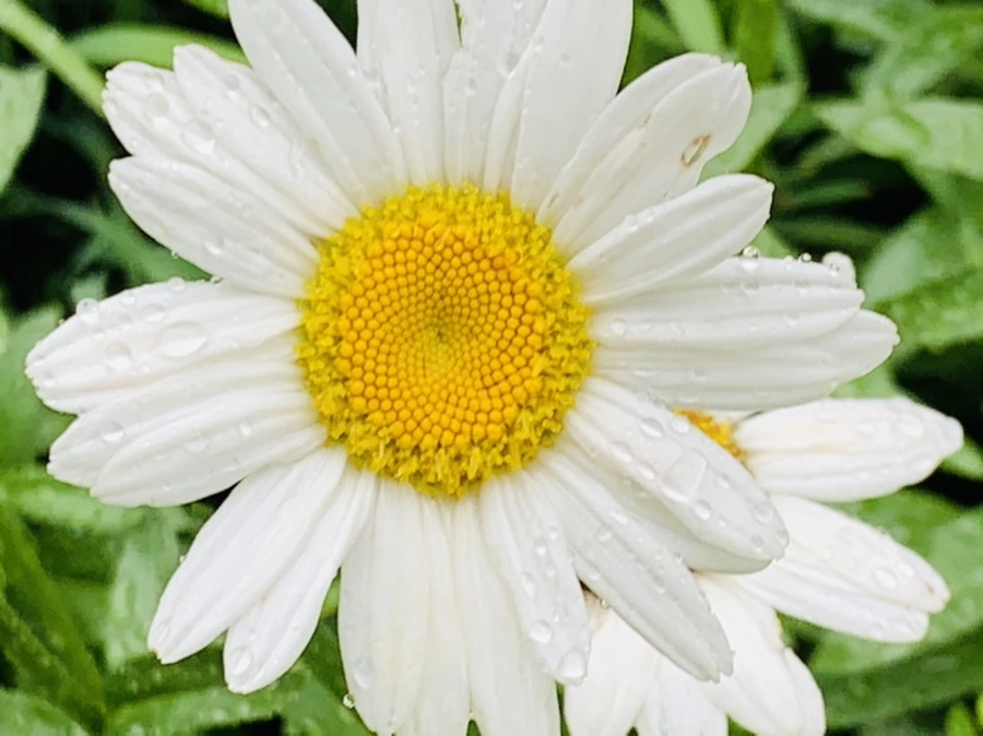 IMG_0196.jpg?type=w966