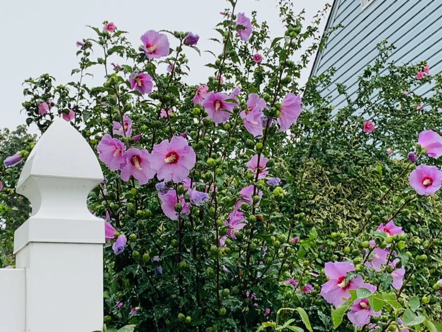 IMG_3818.jpg?type=w966