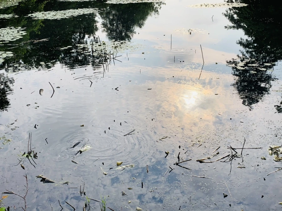 IMG_2308.jpg?type=w966