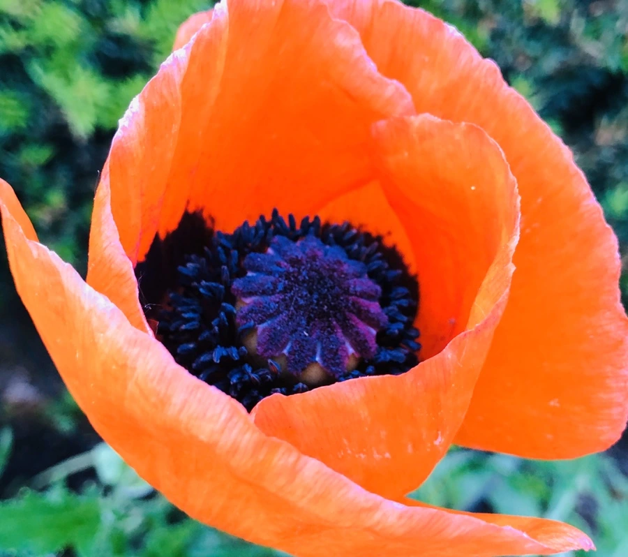 IMG_8621.jpg?type=w966