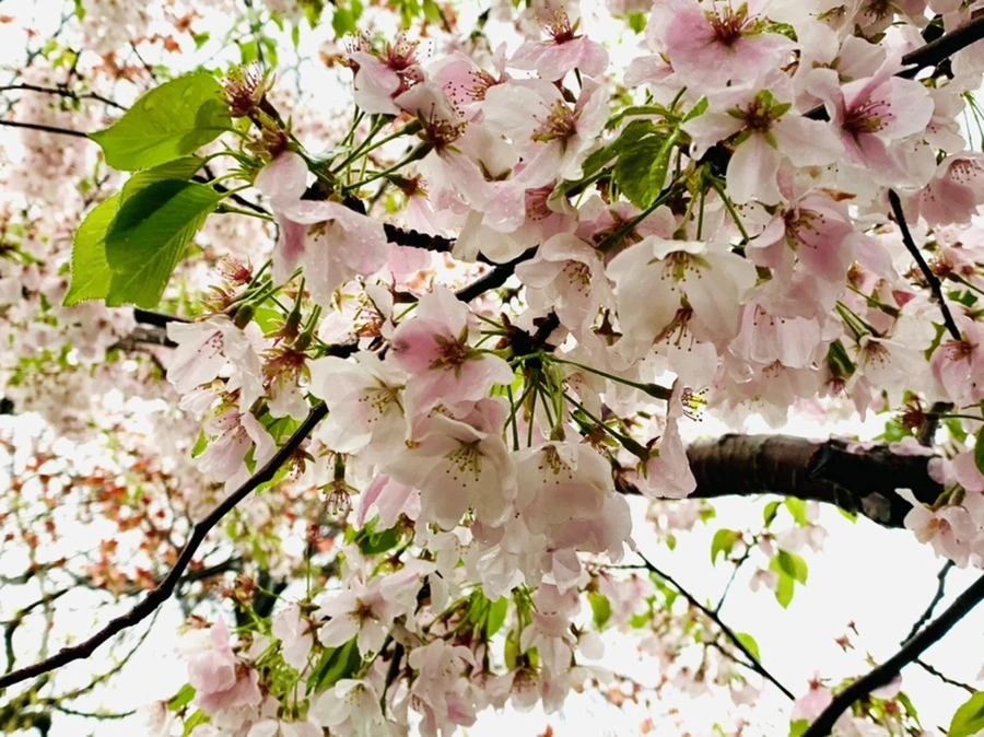 IMG_2416.jpg?type=w966