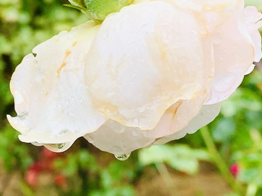 IMG_0218.jpg?type=w966