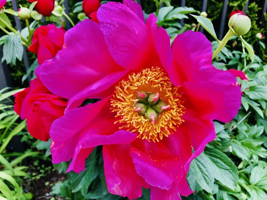 IMG_7428.jpg?type=w966