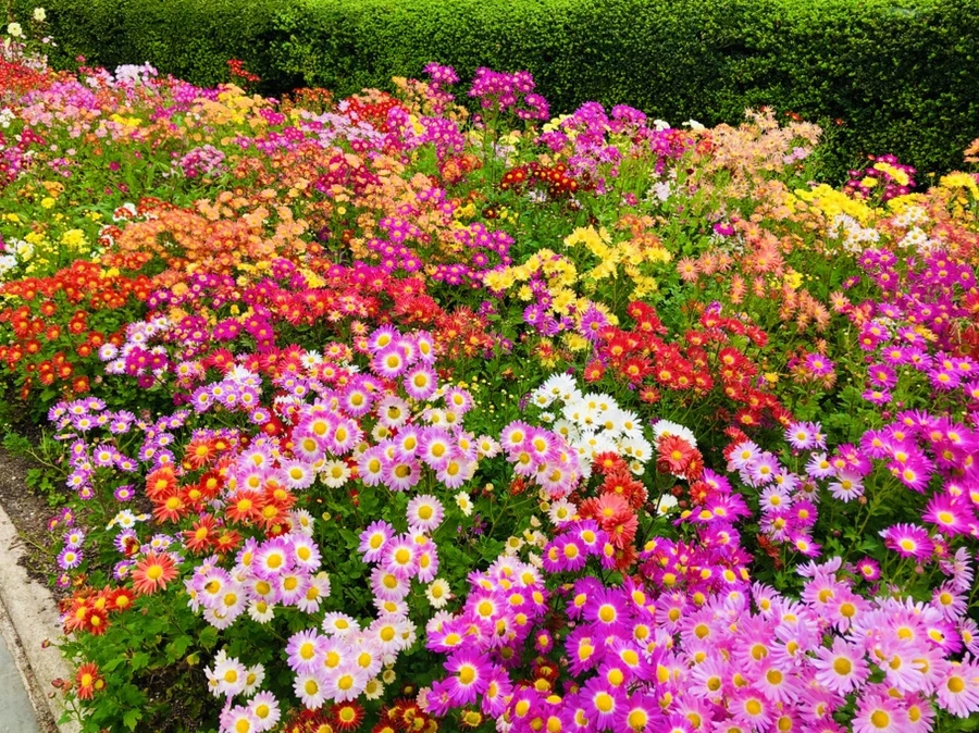 IMG_2509.jpg?type=w966